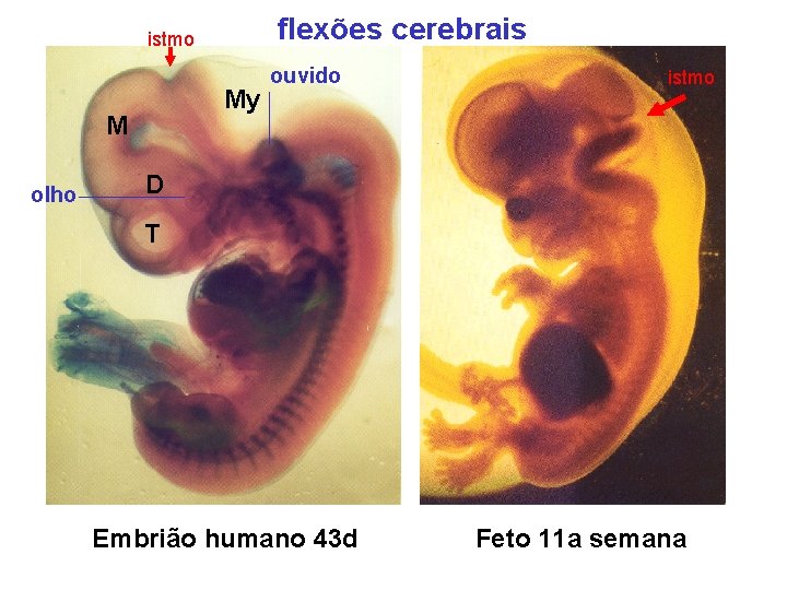 flexões cerebrais istmo My M olho ouvido istmo D T Embrião humano 43 d