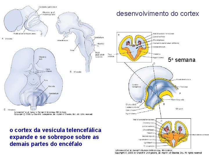 desenvolvimento do cortex 5 a semana o cortex da vesícula telencefálica expande e se