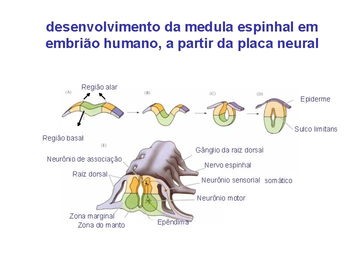 desenvolvimento da medula espinhal em embrião humano, a partir da placa neural Região alar