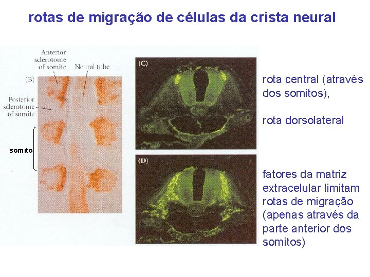 rotas de migração de células da crista neural rota central (através dos somitos), rota