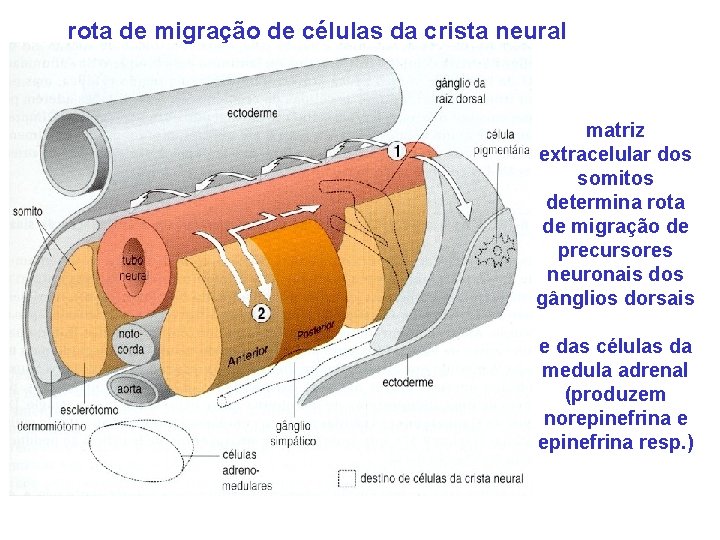 rota. DE de MIGRAÇÃO migração de. DAS células da crista ROTAS CÉLULAS DAneural CRISTA