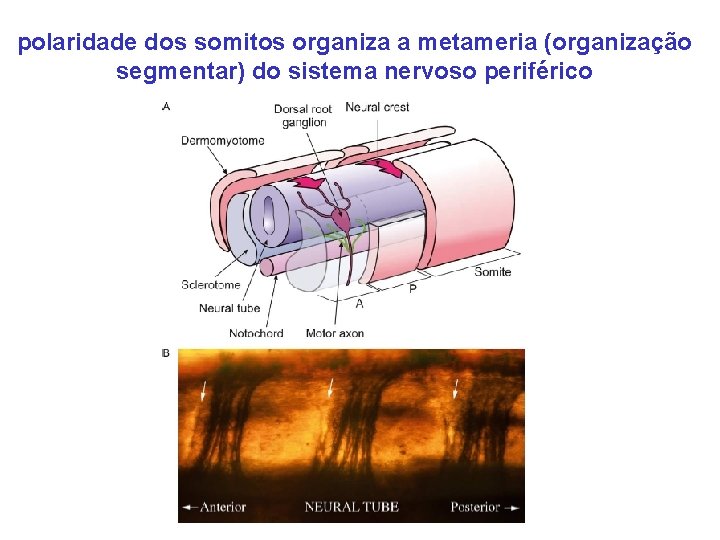 polaridade dos somitos organiza a metameria (organização segmentar) do sistema nervoso periférico 