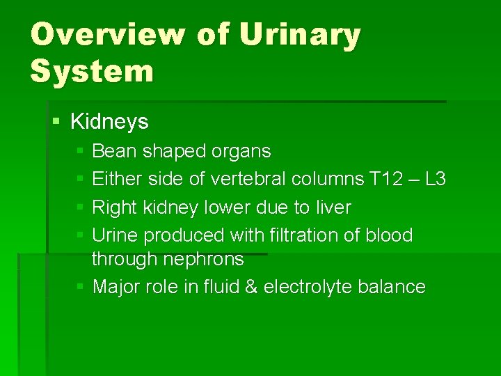 Overview of Urinary System § Kidneys § Bean shaped organs § Either side of