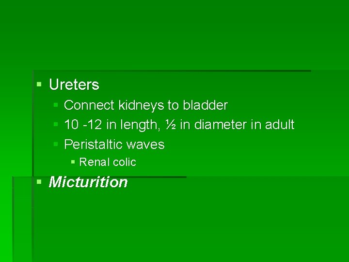 § Ureters § Connect kidneys to bladder § 10 -12 in length, ½ in