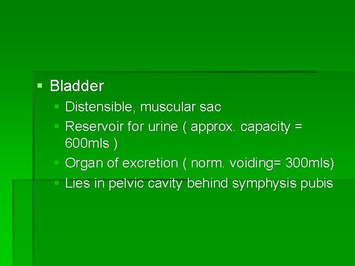 § Bladder § Distensible, muscular sac § Reservoir for urine ( approx. capacity =