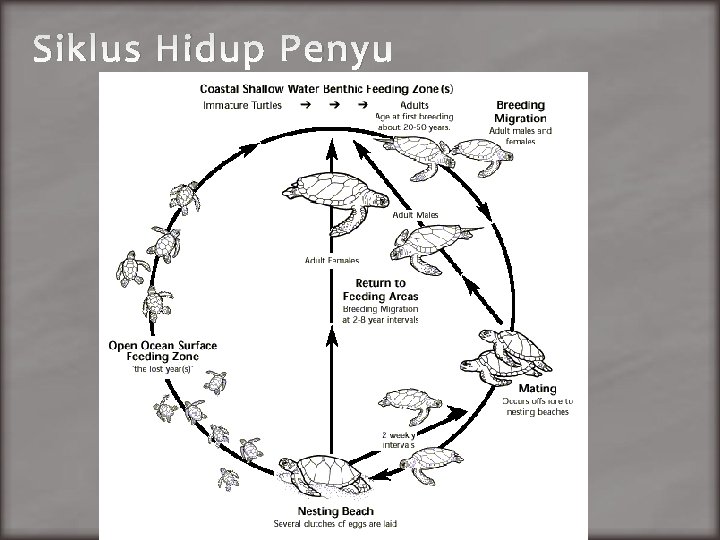 Siklus Hidup Penyu 