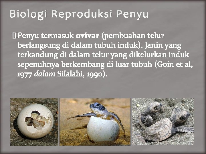 Biologi Reproduksi Penyu �Penyu termasuk ovivar (pembuahan telur berlangsung di dalam tubuh induk). Janin