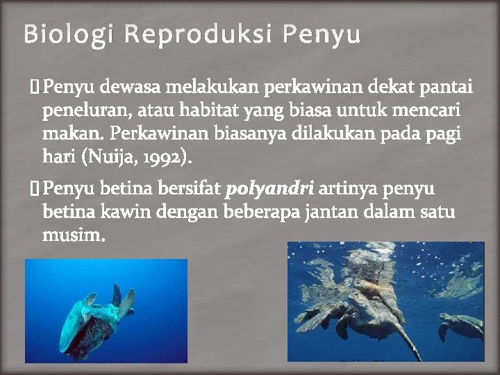 Biologi Reproduksi Penyu �Penyu dewasa melakukan perkawinan dekat pantai peneluran, atau habitat yang biasa