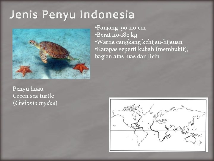 Jenis Penyu Indonesia • Panjang 90 -110 cm • Berat 110 -180 kg •