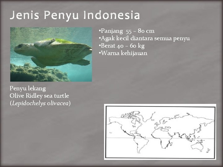 Jenis Penyu Indonesia • Panjang 55 – 80 cm • Agak kecil diantara semua