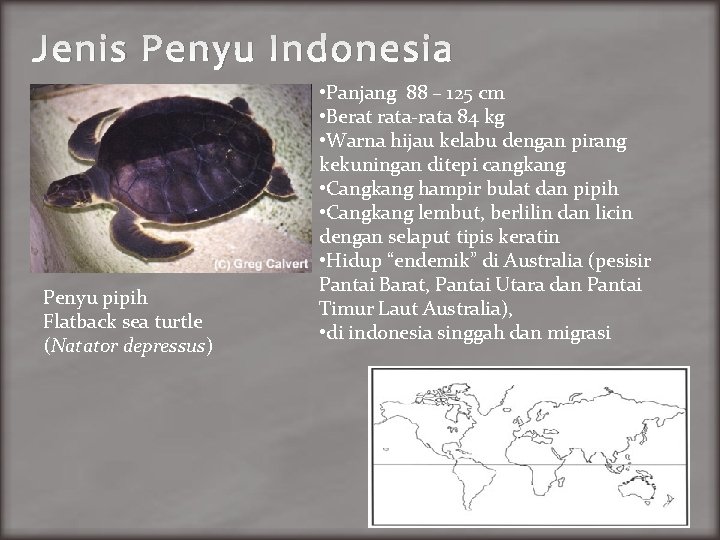 Jenis Penyu Indonesia Penyu pipih Flatback sea turtle (Natator depressus) • Panjang 88 –