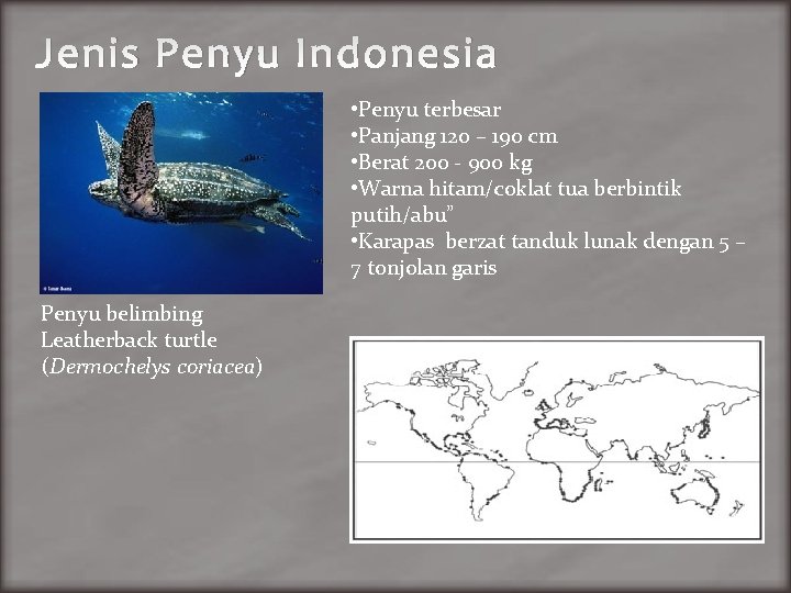 Jenis Penyu Indonesia • Penyu terbesar • Panjang 120 – 190 cm • Berat