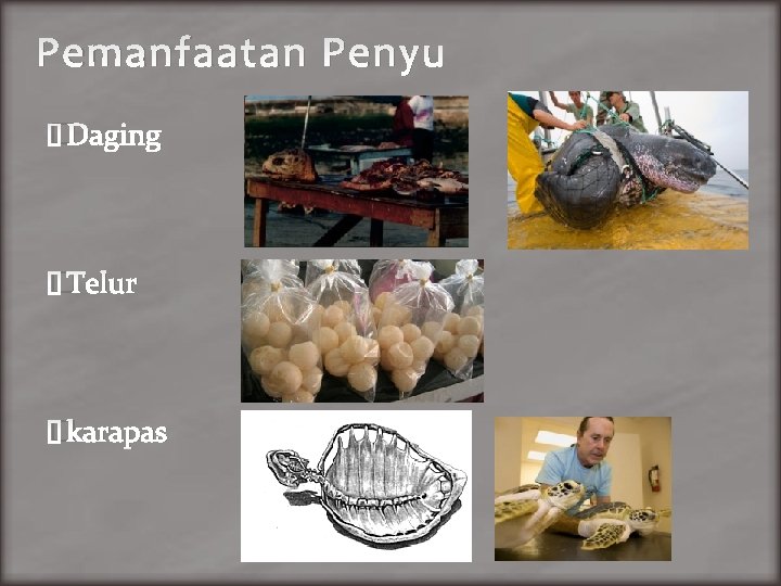 Pemanfaatan Penyu �Daging �Telur �karapas 