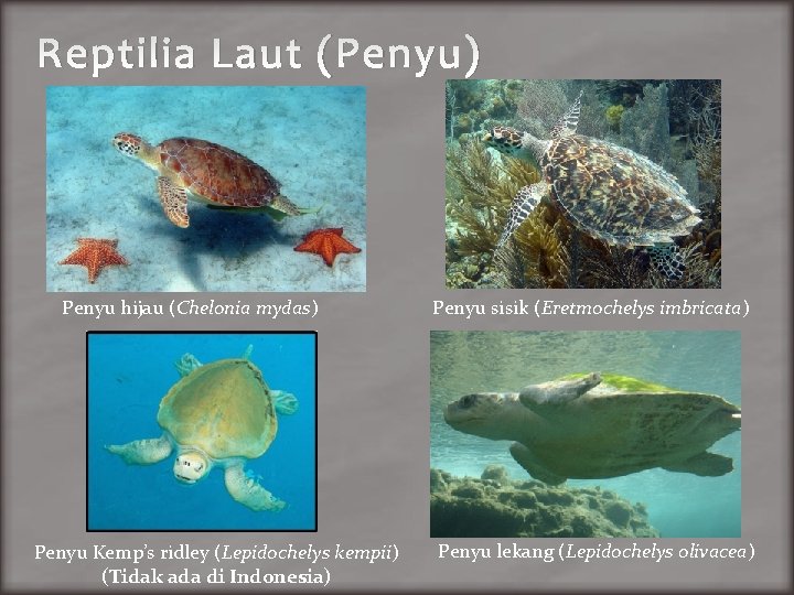 Reptilia Laut (Penyu) Penyu hijau (Chelonia mydas) Penyu Kemp’s ridley (Lepidochelys kempii) (Tidak ada