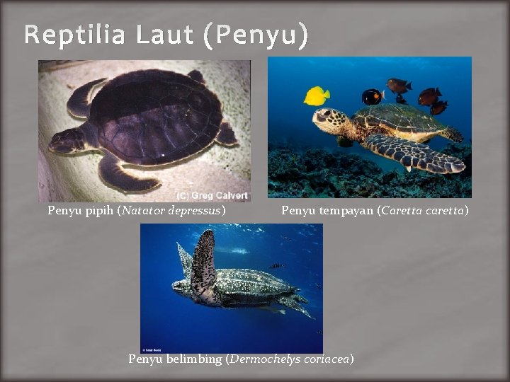 Reptilia Laut (Penyu) Penyu pipih (Natator depressus) Penyu tempayan (Caretta caretta) Penyu belimbing (Dermochelys