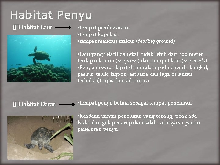 Habitat Penyu �Habitat Laut • tempat pendewasaan • tempat kopulasi • tempat mencari makan