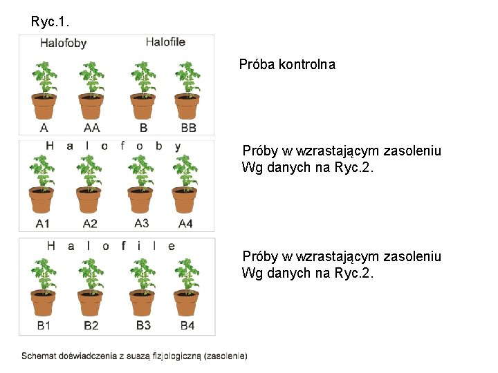 Ryc. 1. Próba kontrolna Próby w wzrastającym zasoleniu Wg danych na Ryc. 2. 