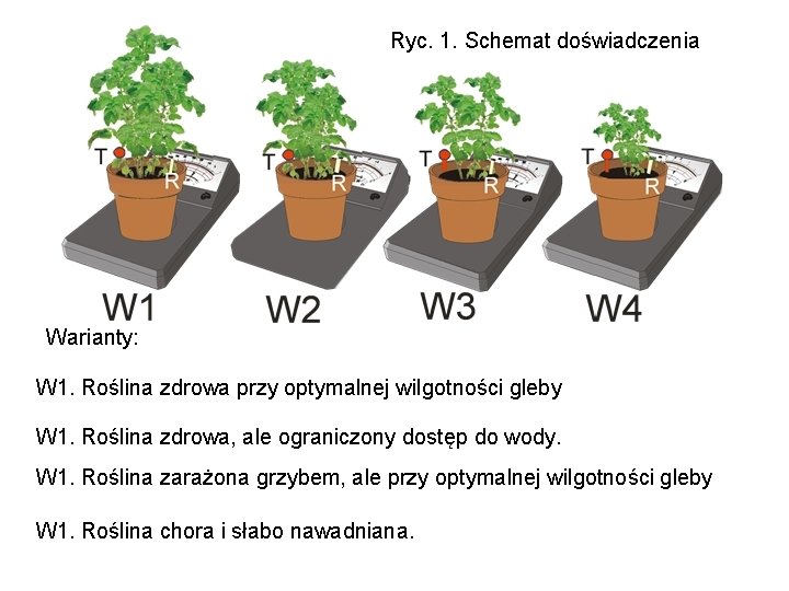 Ryc. 1. Schemat doświadczenia Warianty: W 1. Roślina zdrowa przy optymalnej wilgotności gleby W