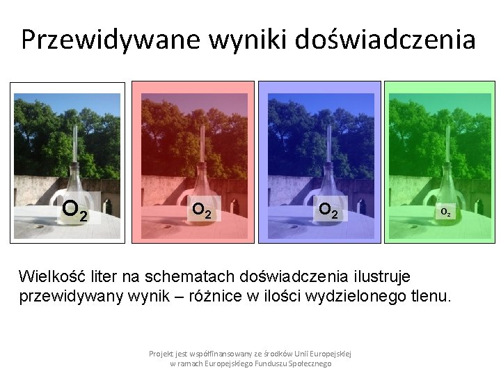 Przewidywane wyniki doświadczenia O 2 O 2 Wielkość liter na schematach doświadczenia ilustruje przewidywany