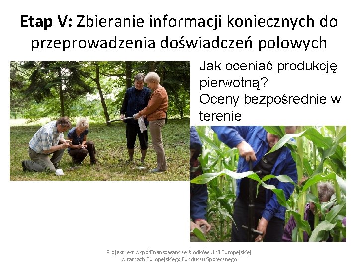 Etap V: Zbieranie informacji koniecznych do przeprowadzenia doświadczeń polowych Jak oceniać produkcję pierwotną? Oceny