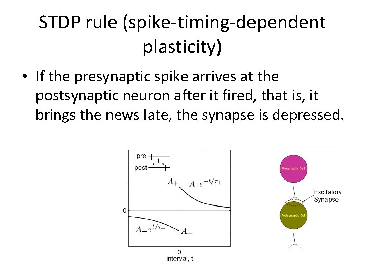 STDP rule (spike-timing-dependent plasticity) • If the presynaptic spike arrives at the postsynaptic neuron