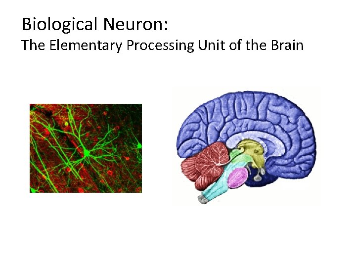 Biological Neuron: The Elementary Processing Unit of the Brain 