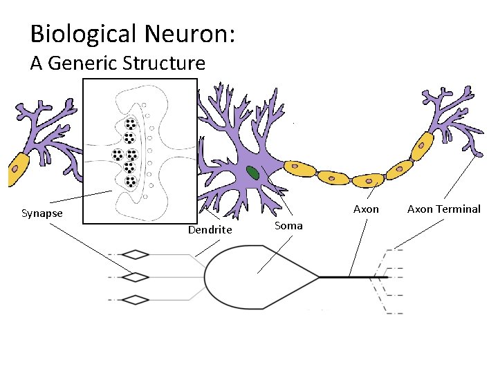 Biological Neuron: A Generic Structure Axon Synapse Dendrite Soma Axon Terminal 