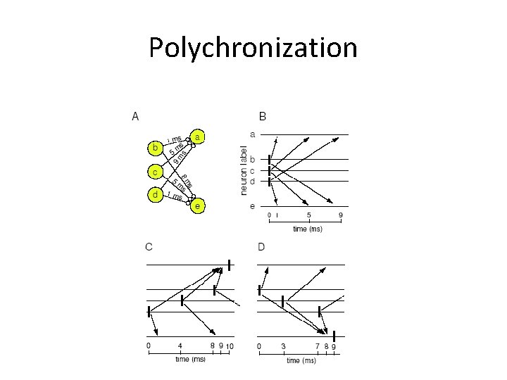 Polychronization 