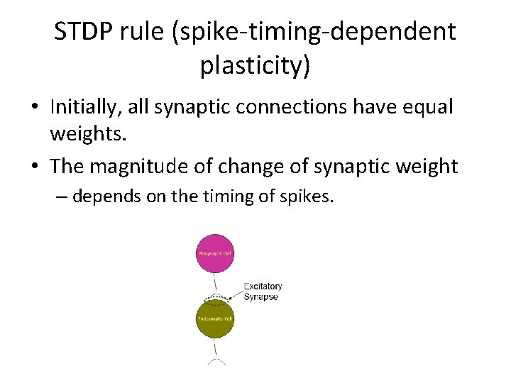 STDP rule (spike-timing-dependent plasticity) • Initially, all synaptic connections have equal weights. • The