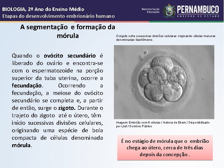 BIOLOGIA, 2º Ano do Ensino Médio Etapas do desenvolvimento embrionário humano A segmentação e