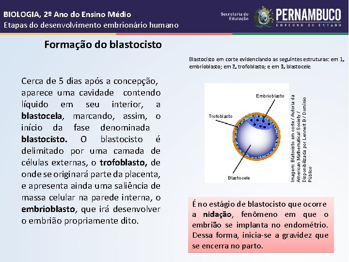 BIOLOGIA, 2º Ano do Ensino Médio Etapas do desenvolvimento embrionário humano Formação do blastocisto