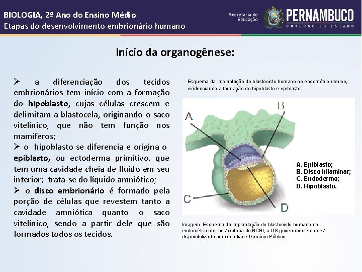 BIOLOGIA, 2º Ano do Ensino Médio Etapas do desenvolvimento embrionário humano Início da organogênese: