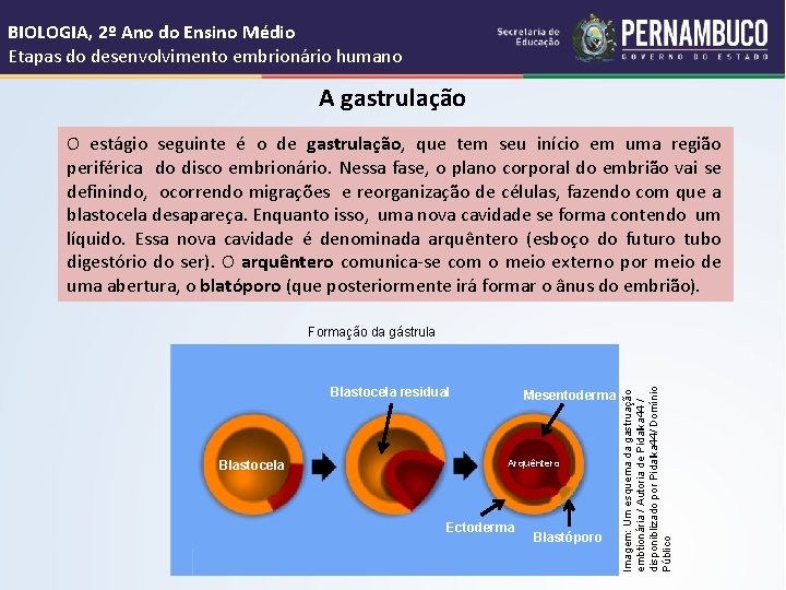 BIOLOGIA, 2º Ano do Ensino Médio Etapas do desenvolvimento embrionário humano A gastrulação O
