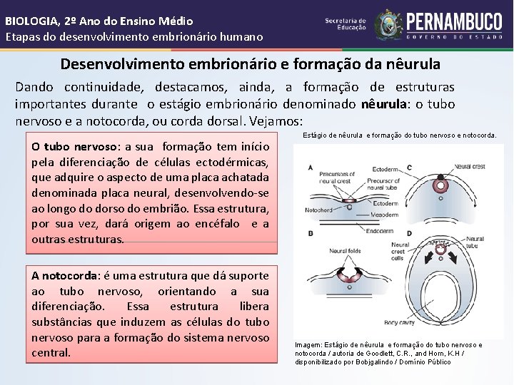 BIOLOGIA, 2º Ano do Ensino Médio Etapas do desenvolvimento embrionário humano Desenvolvimento embrionário e