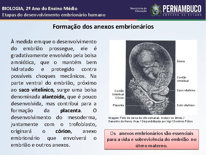 BIOLOGIA, 2º Ano do Ensino Médio Etapas do desenvolvimento embrionário humano Formação dos anexos