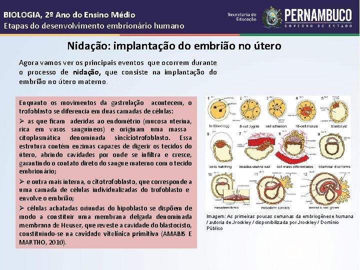 BIOLOGIA, 2º Ano do Ensino Médio Etapas do desenvolvimento embrionário humano Nidação: implantação do