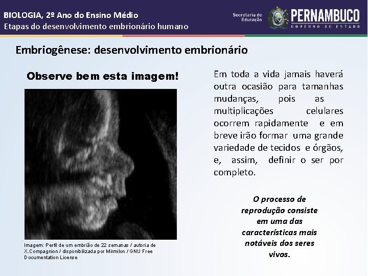 BIOLOGIA, 2º Ano do Ensino Médio Etapas do desenvolvimento embrionário humano Embriogênese: desenvolvimento embrionário