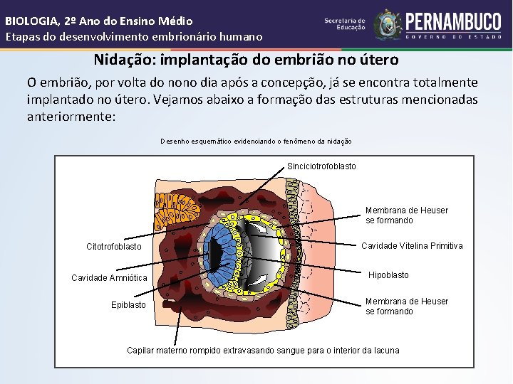 BIOLOGIA, 2º Ano do Ensino Médio Etapas do desenvolvimento embrionário humano Nidação: implantação do