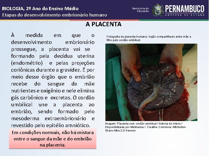 BIOLOGIA, 2º Ano do Ensino Médio Etapas do desenvolvimento embrionário humano A PLACENTA À