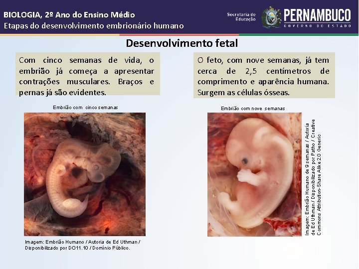 BIOLOGIA, 2º Ano do Ensino Médio Etapas do desenvolvimento embrionário humano Desenvolvimento fetal Com