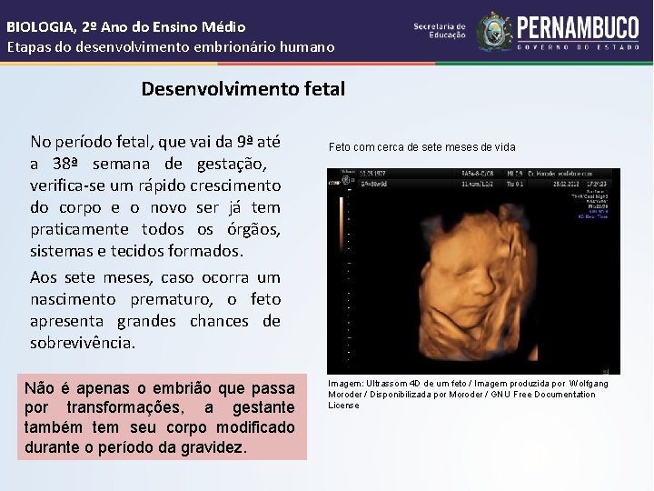 BIOLOGIA, 2º Ano do Ensino Médio Etapas do desenvolvimento embrionário humano Desenvolvimento fetal No