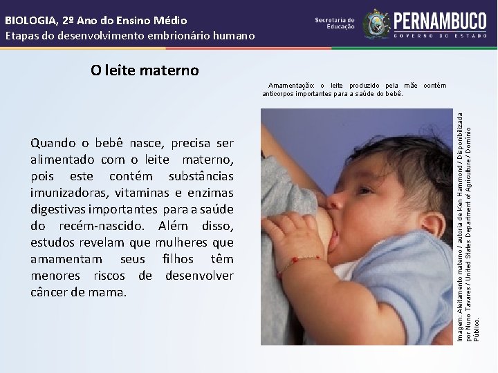 BIOLOGIA, 2º Ano do Ensino Médio Etapas do desenvolvimento embrionário humano O leite materno