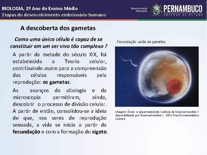 BIOLOGIA, 2º Ano do Ensino Médio Etapas do desenvolvimento embrionário humano A descoberta dos