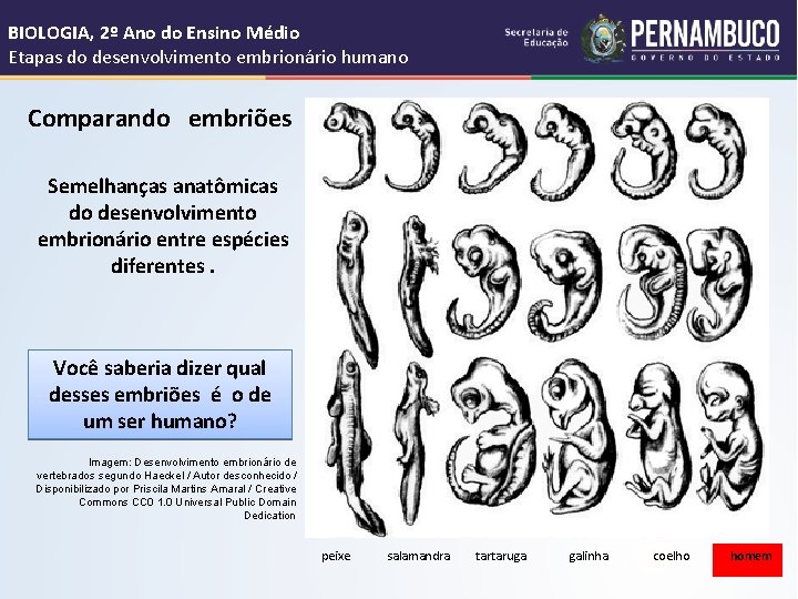 BIOLOGIA, 2º Ano do Ensino Médio Etapas do desenvolvimento embrionário humano Comparando embriões Semelhanças