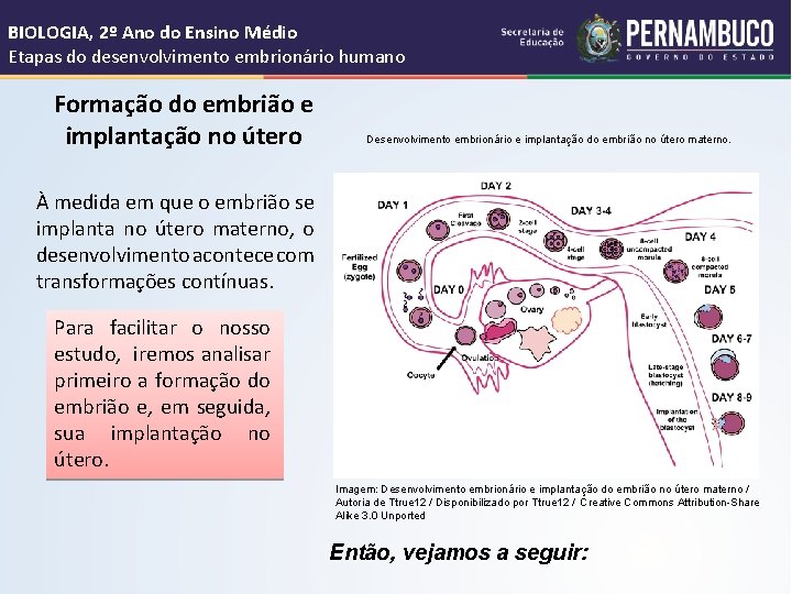 BIOLOGIA, 2º Ano do Ensino Médio Etapas do desenvolvimento embrionário humano Formação do embrião