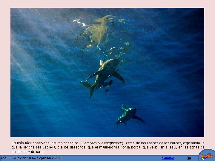 Es más fácil observar al tiburón oceánico (Carcharhinus longimanus) cerca de los cascos de