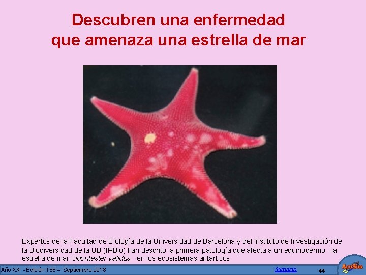 Descubren una enfermedad que amenaza una estrella de mar Expertos de la Facultad de