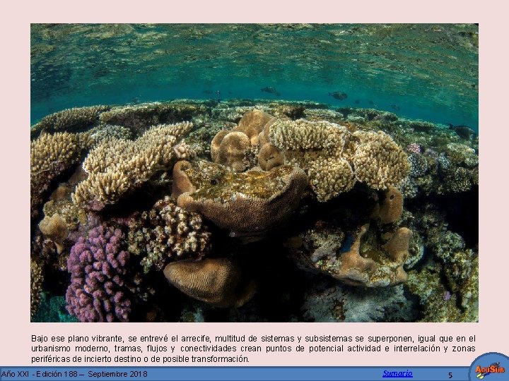 Bajo ese plano vibrante, se entrevé el arrecife, multitud de sistemas y subsistemas se