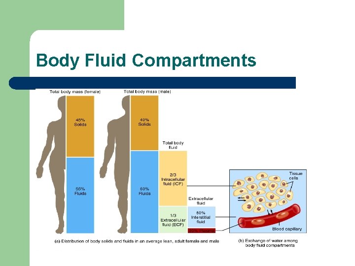 Body Fluid Compartments 