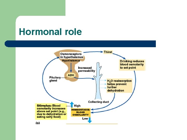 Hormonal role 